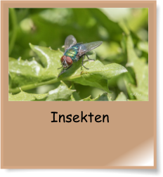 Insekten